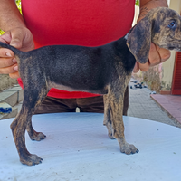 Cucciola segugio maremmano
