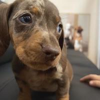 Bassotto Kaninchen e nano M e F a rate