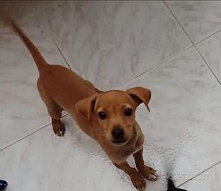 Cani pincer