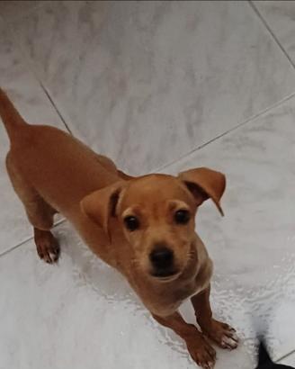 Cani pincer