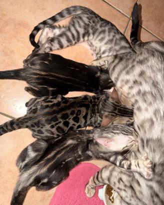 Gatti bengala