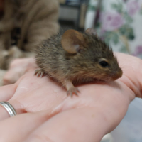  ratto dei prati di Neumann ( Arvicanthis neumanni