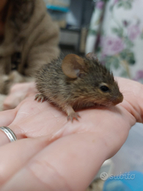  ratto dei prati di Neumann ( Arvicanthis neumanni