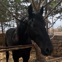 Cavallo stallone murgese 3 anni