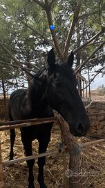 Cavallo stallone murgese 3 anni