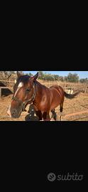 Cavallo