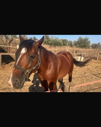Cavallo