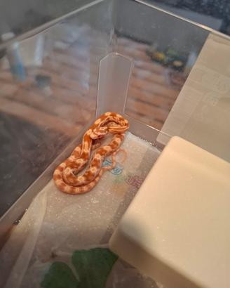 Pantherophis guttatus serpente  del grano 