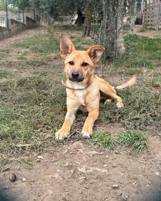 Cucciola di cane