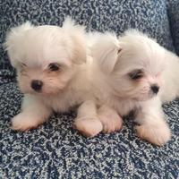 Maltese toy