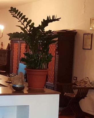 Studio spagnolo