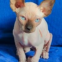 Maschietto Sphynx
