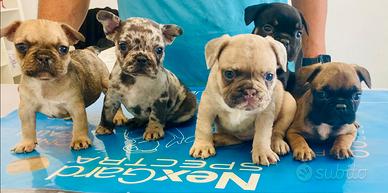 Bulldog francese