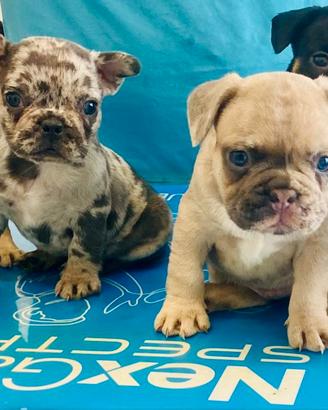 Bulldog francese