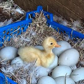 Pulcini anatra corritrice