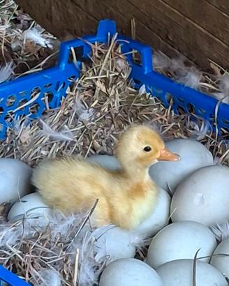 Pulcini anatra corritrice