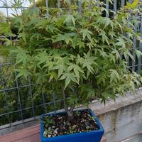 Bonsai e prebonsai varie essenze