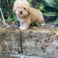 Maltipoo maschi cuccioli