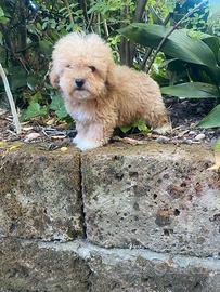 Maltipoo maschi cuccioli