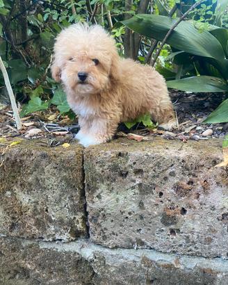 Maltipoo maschi cuccioli
