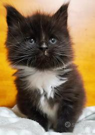 Maschio Maine coon