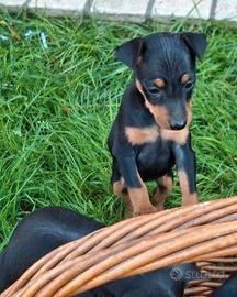 Cucciolo Pinscher Nero Focato Maschio