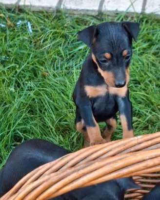 Cucciolo Pinscher Nero Focato Maschio