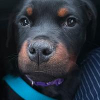 Cuccioli dí rottweiler
