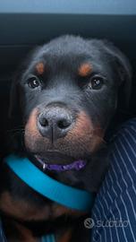 Cuccioli dí rottweiler