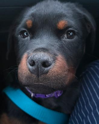 Cuccioli dí rottweiler