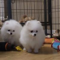 Cuccioli di spitz pomerania bianchi solo femmine