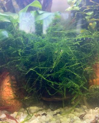 Muschio per acquario