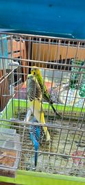 Coppie cocorite
