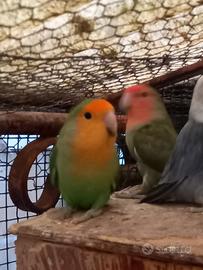Coppia inseparabili