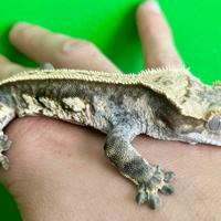 Geko ciliatus