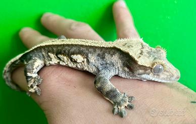 Geko ciliatus