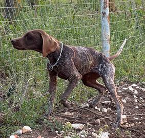 Bracco tedesco