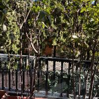 # 5 Piante di Alloro per terrazzo o giardino