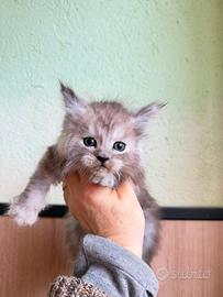 Maine Coon alta genealogia