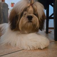 Shit tzu per accoppiamento