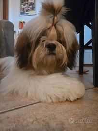 Shit tzu per accoppiamento