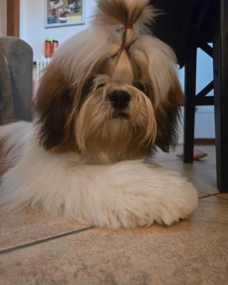 Shih tzu per accoppiamento