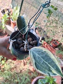 hoya  radicata Macrophylla 