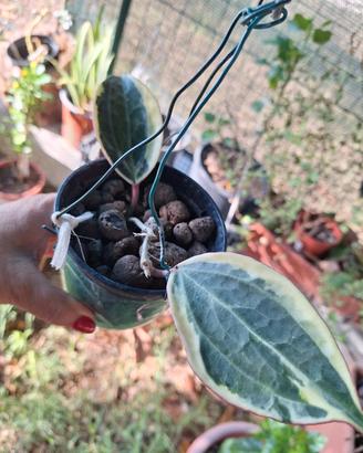 hoya  radicata Macrophylla 