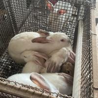 Conigli grossa taglia