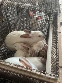 Conigli grossa taglia