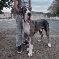 Alano maschio per accoppiamento