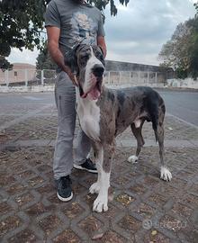 Alano maschio per accoppiamento