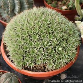 Abromeitiella brevifolia
