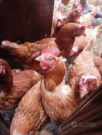 Galline